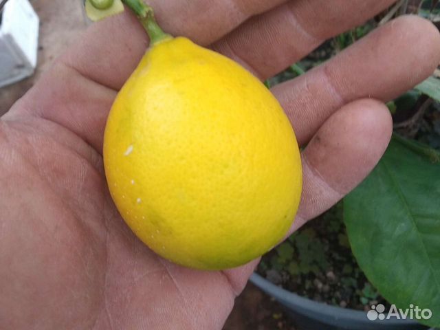 Саженцы домашнего лимона Мейер в Симферополе