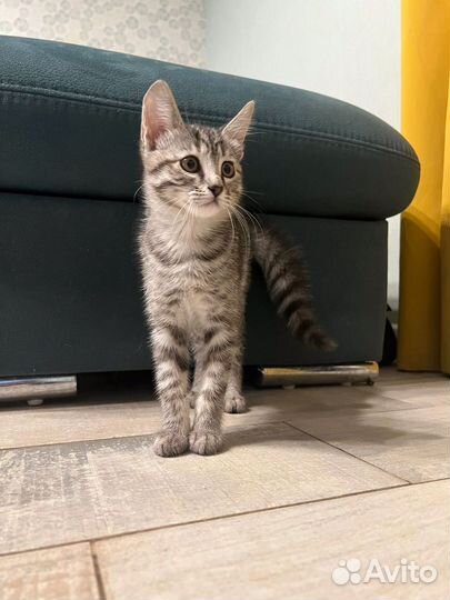 Кошка котенок