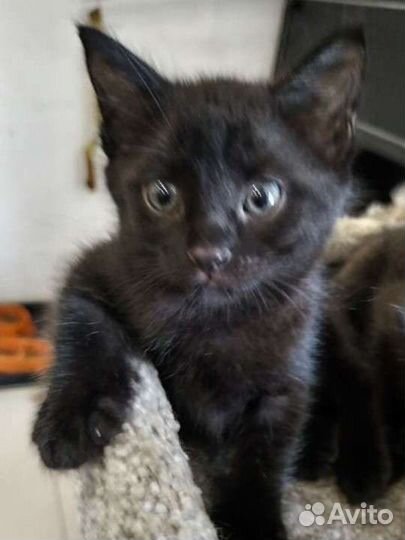 Котята шоколадного окраса