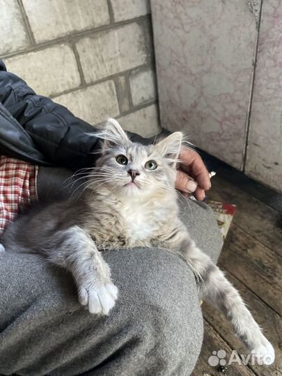 Котята от сибирской кошки