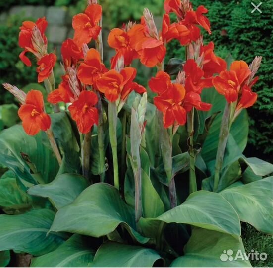 Рассада однолетних цветов