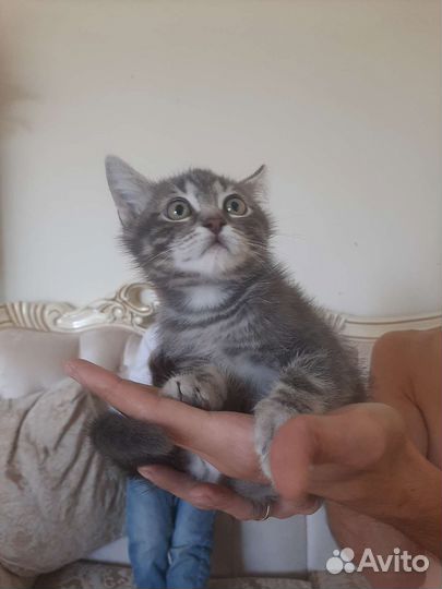 Крошка на ладошке привитый