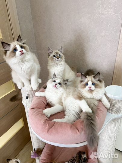 Котята рэгдолл