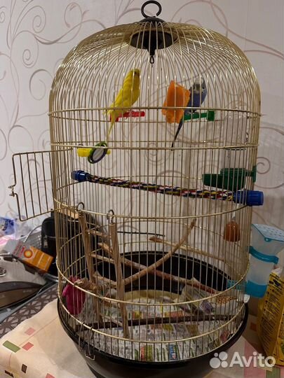 Волнистые попугаи мальчик и девочка с клеткой