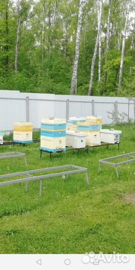 Пчелопакеты / продам пчел
