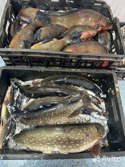 Свежая речная рыба
