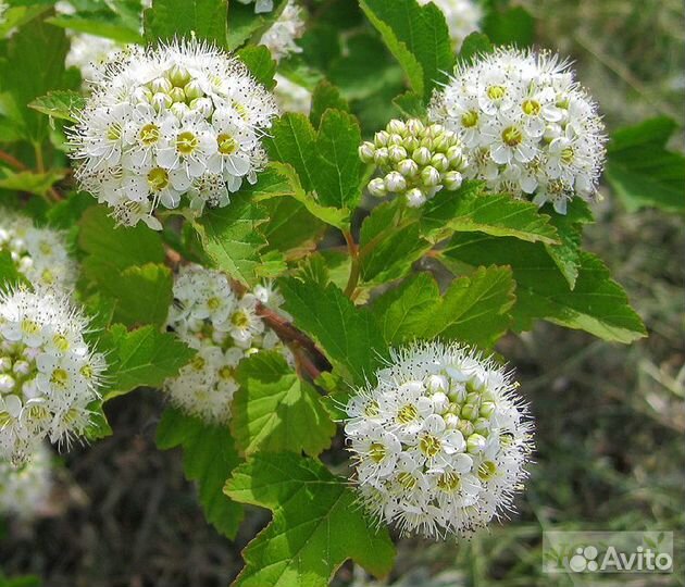 Семена Спиреи Калинолистной 1000+ шт