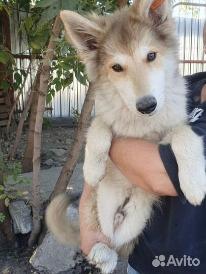 Щенок мальчик