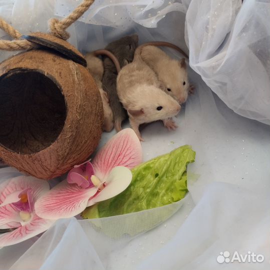 Крыса.милые крысята Дамбо. кудряшки.клетки