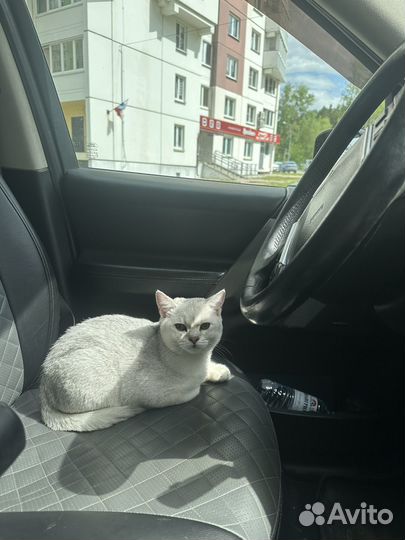 Шотландский кот вязка