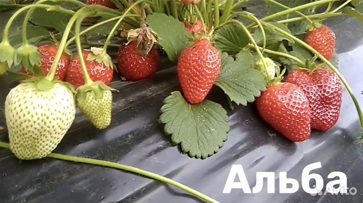 Клубника ксд летняя