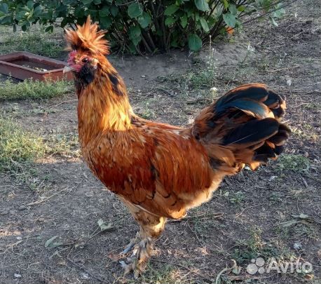 Павловские золотистые молодые петухи