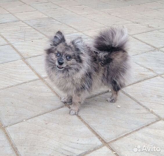 Щенки шпица