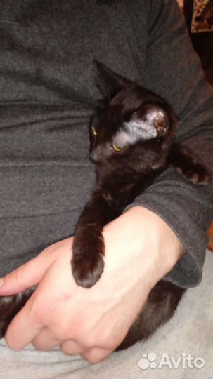 Домашние котята в добрые руки