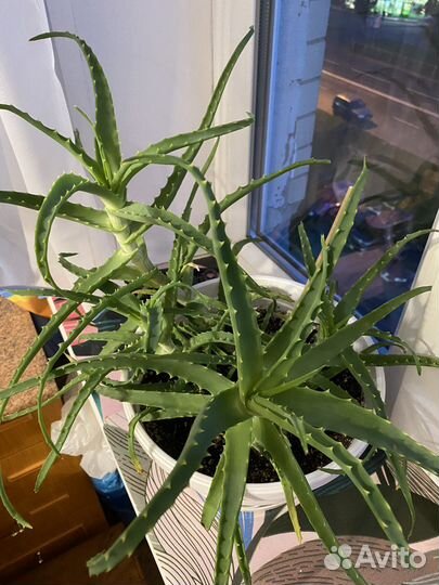 Алоэ столетник лекарственный