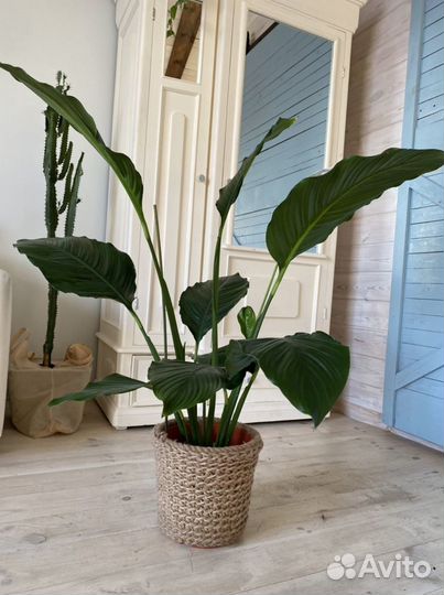 Спатифиллум Сенсация (Sensation) Антуриум Пандола