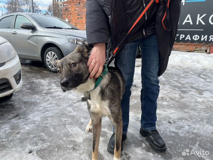 Собака в добрые руки