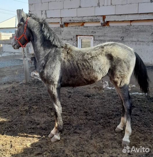 Орловский жеребец