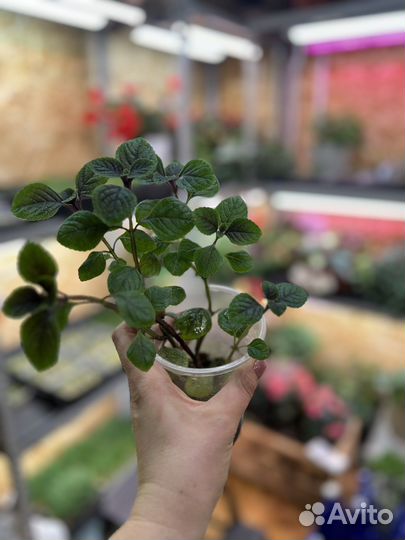 Плектрантус комнатная мята