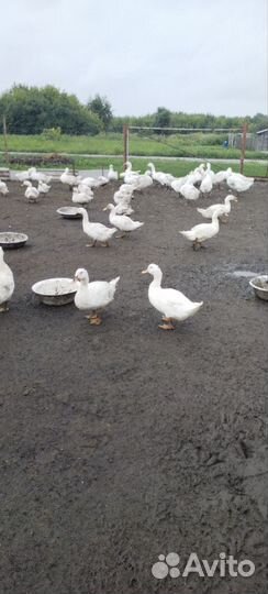 Гуси линда, муларды