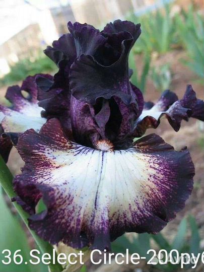 Ирисы бородатые сортовые