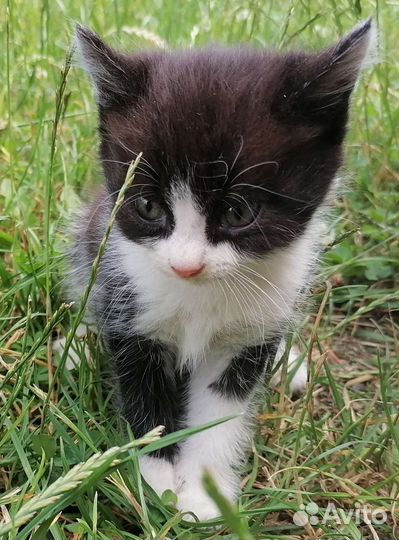 Котятки в добрые руки