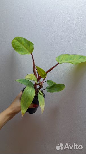 Филодендрон