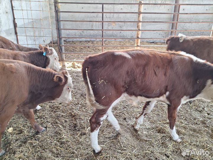 Бычки казахские белоголовые
