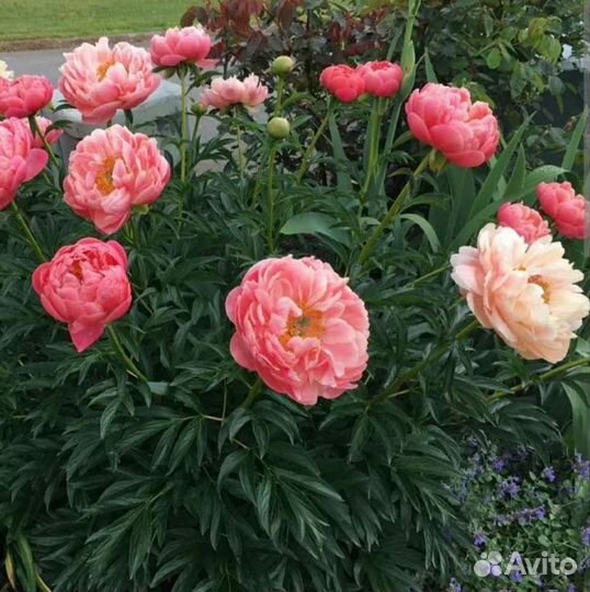 Пионы (корни)