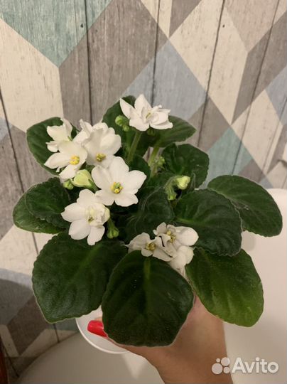 Фиалка белая