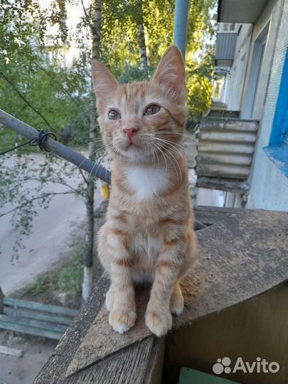 Котики-мальчики