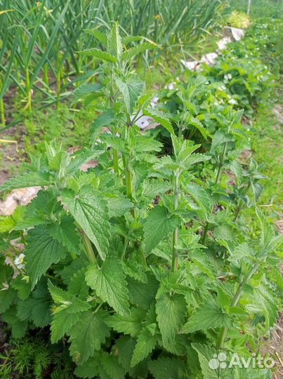 Срезка мяты