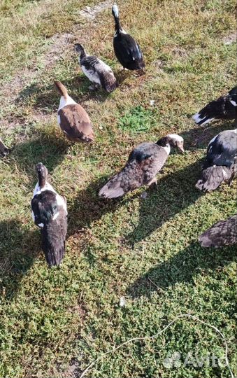 Индоутки подрощенные