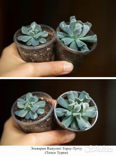 Суккуленты Эхеверии разные