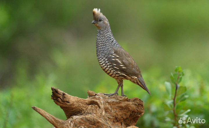 Калифорнийский перепел
