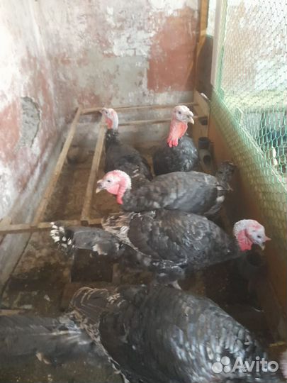 Породистые петушки