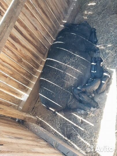 Вьетнамские поросята. Свиноматки