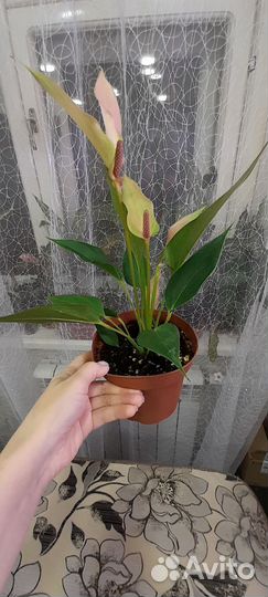 Антуриумы,Аглаонемы,Сингониум Клубничный лёд и др