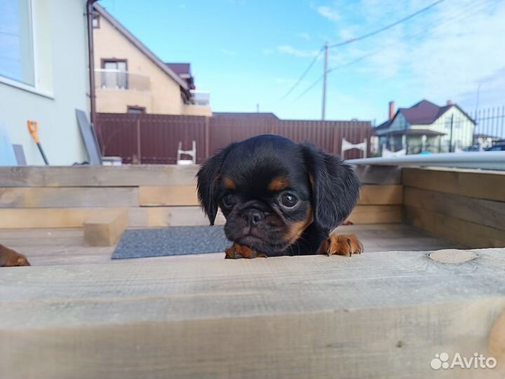 Щенки пти брабансона