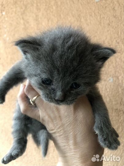 Котята ищут дом