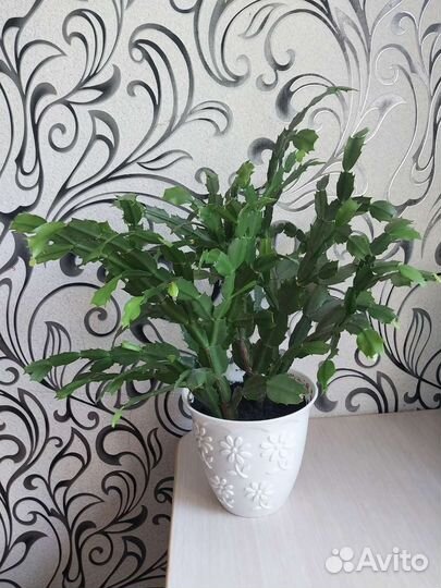 Фикусы, бальзамин, декабрист