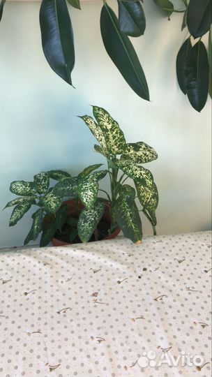 Комнатные растения