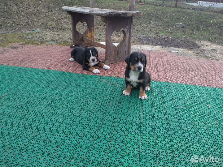 Щенок большой швейцарский зенненхунд (Гросс)