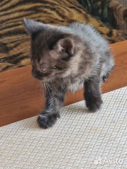 Отдам в хорошие руки котенка