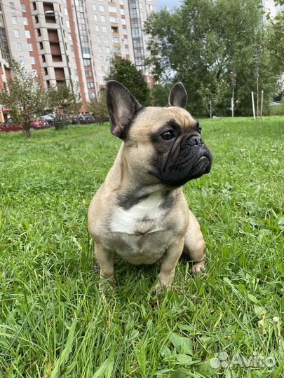 Французский бульдог для сьемок и фотосессий