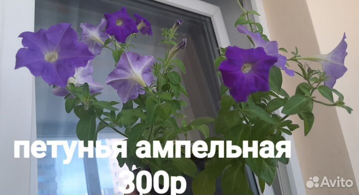 Петуния кустовая и ампельная