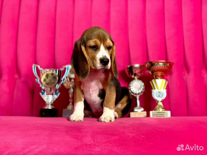 Щенки бигль