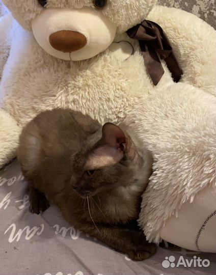 Кошка в добрые руки