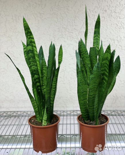 Сансевиерия