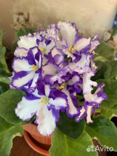 Фиалка «химера виолетта»